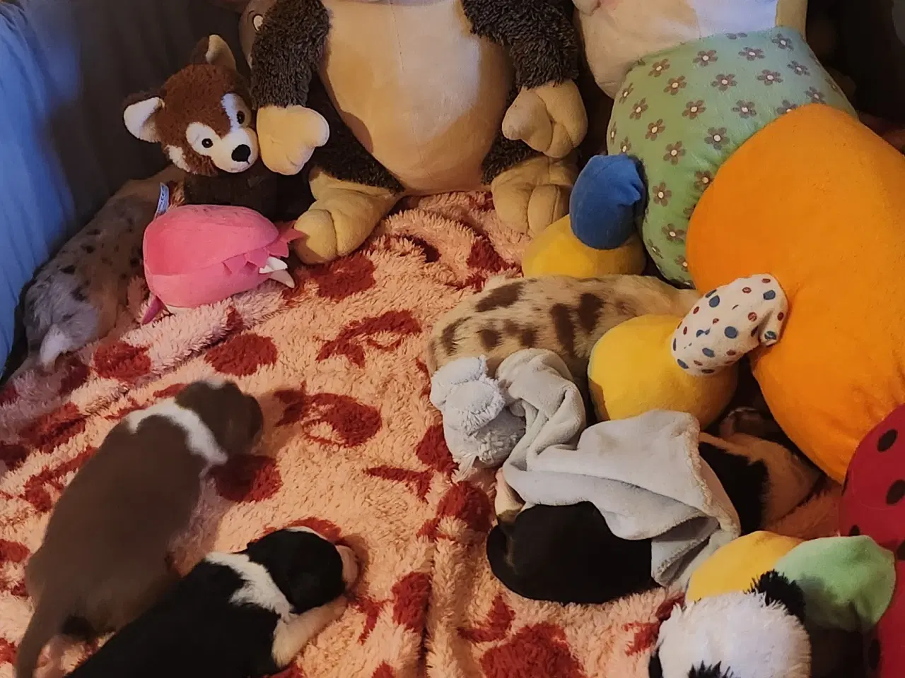 Billede 12 - Border collie/ Australien Shepherd mix