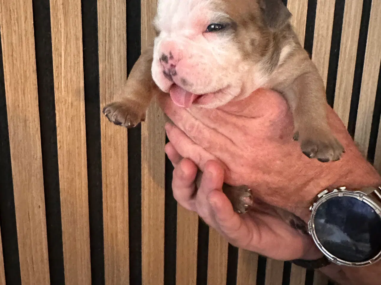 Billede 19 - English bulldog