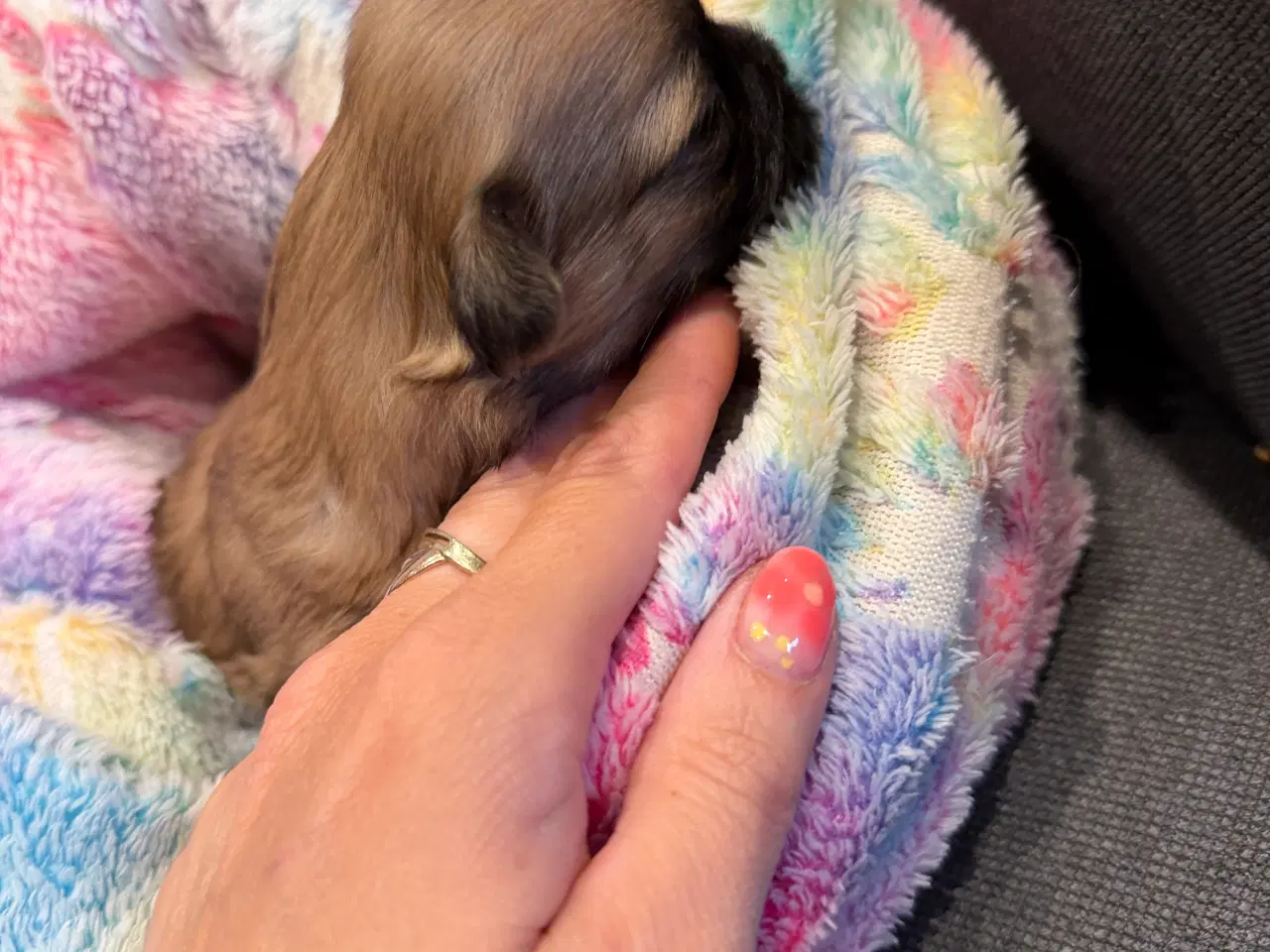 Billede 2 - Boomer hvalpe søger nye madskåle d 3 juli❤️