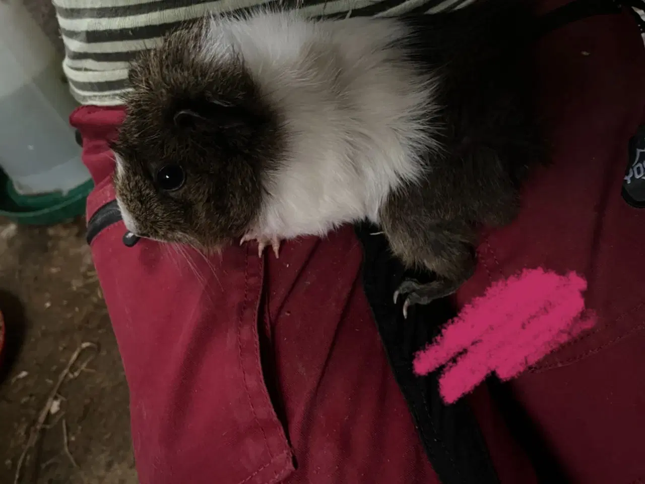 Billede 5 - Marsvine piger - unger og fuld voksen