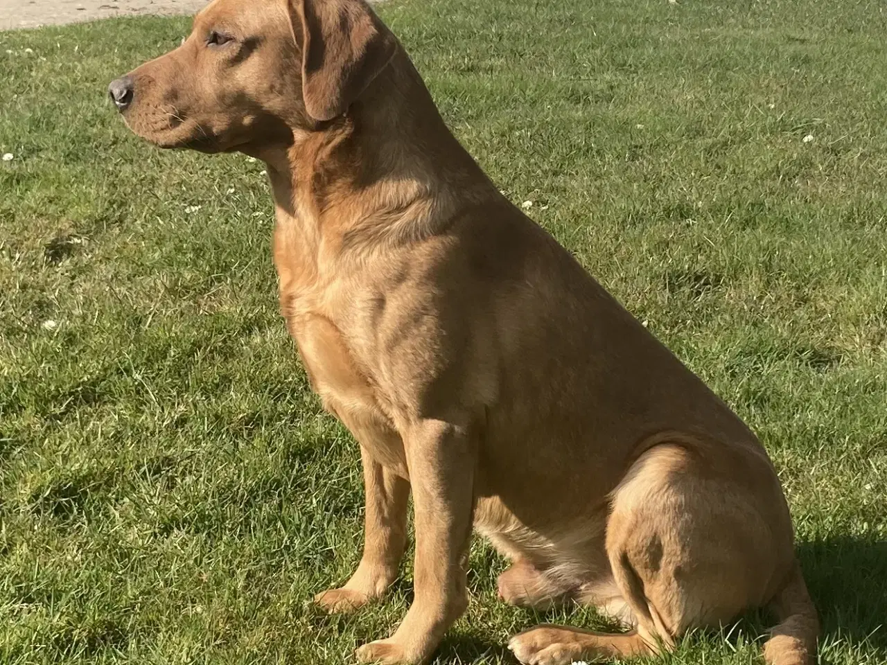 Billede 3 - Fox red labrador 