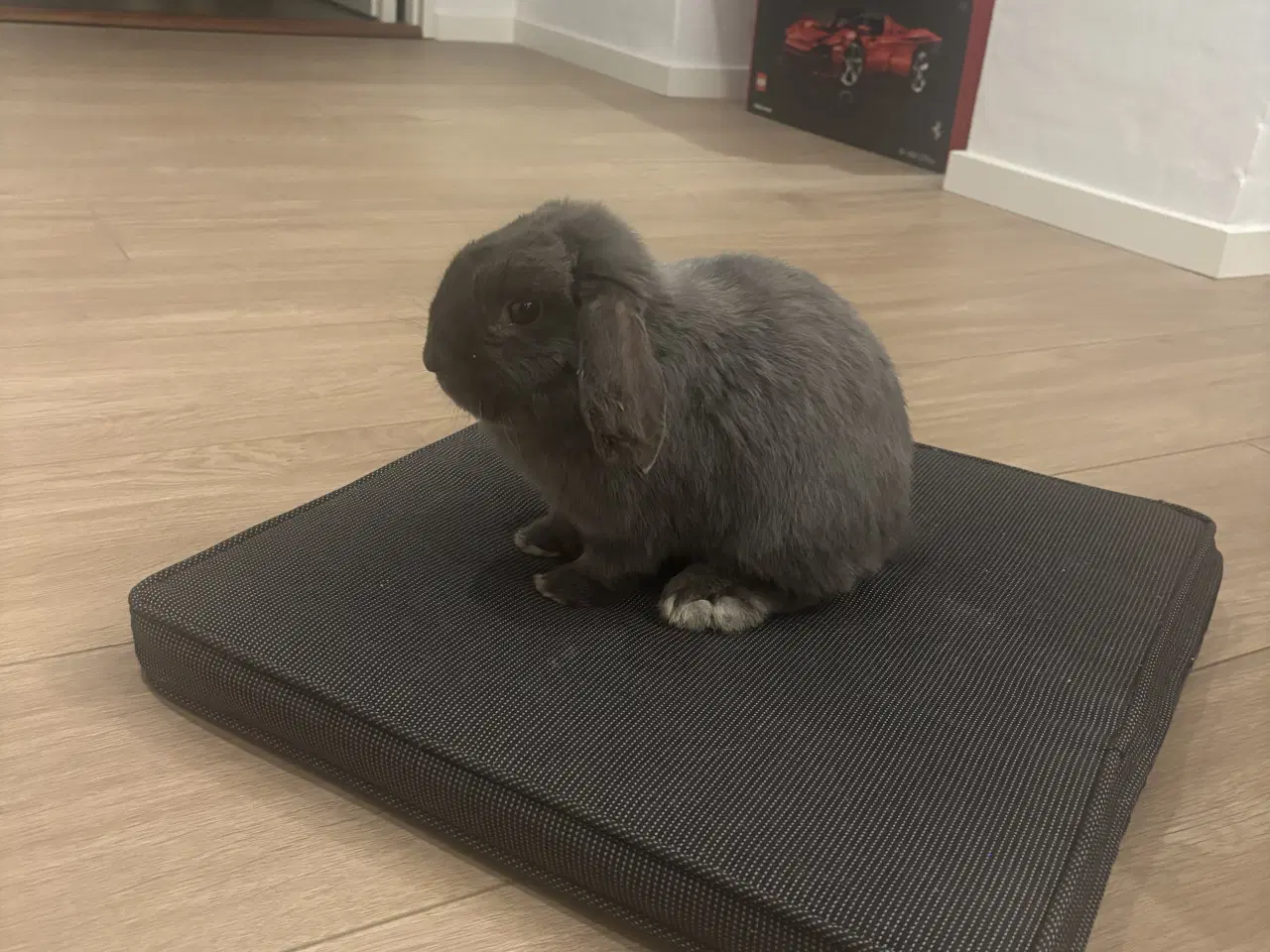 Billede 4 - Mini lop Kanin