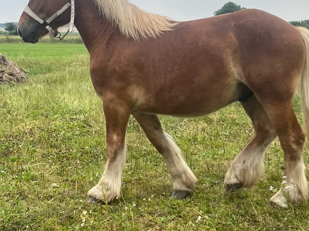 Billede 4 - Jyde hingst plag 