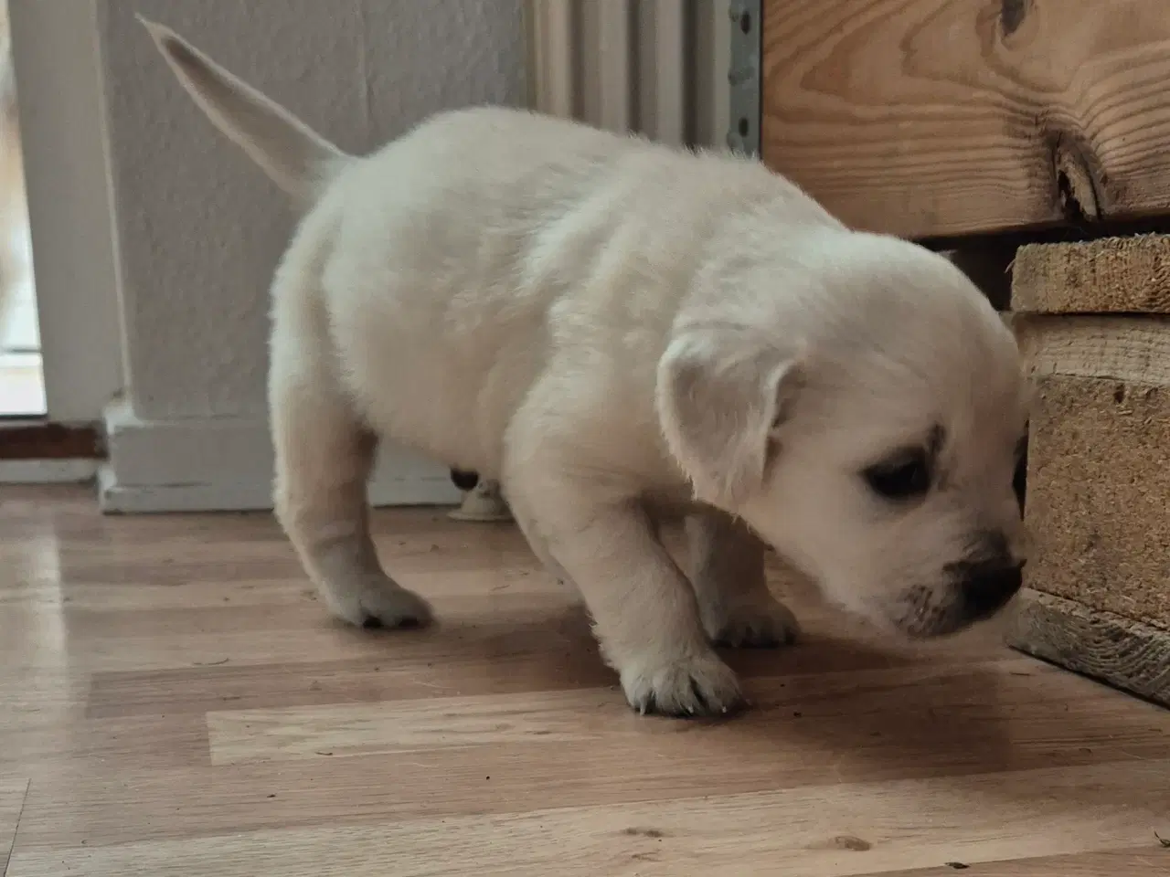 Billede 2 - Golden retriever han hvalp. "Hannibal"