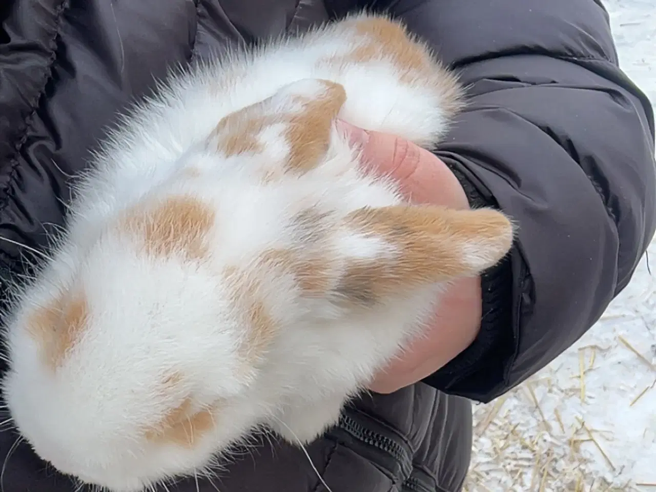 Billede 3 - Kanin unge 