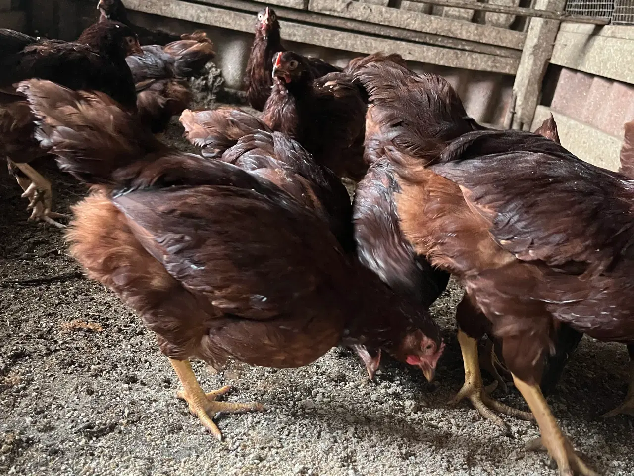 Billede 2 - Rhode Island Red Kyllinger 