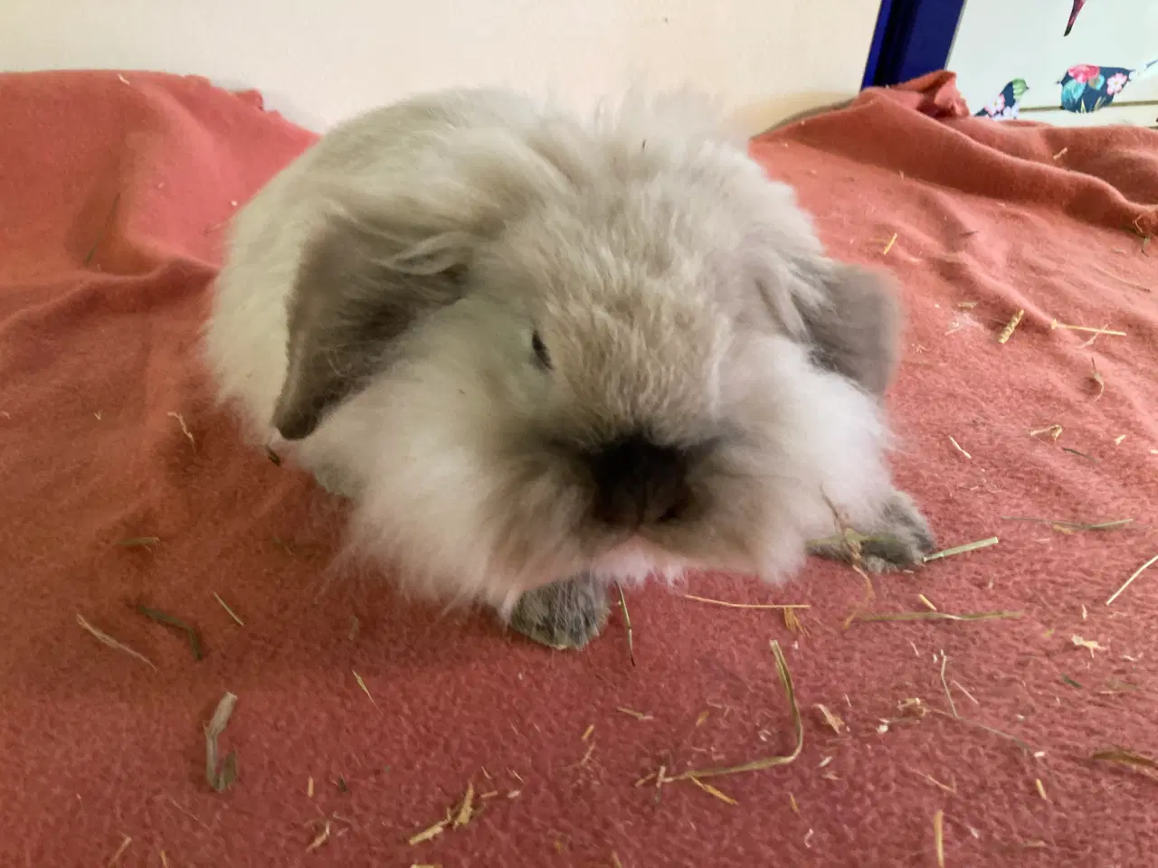 Billede 2 - Sofus på 11 uger er nu Flytteklar