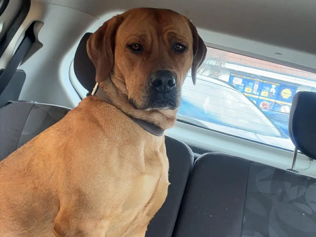 Billede 5 - Blandings hund sælges 