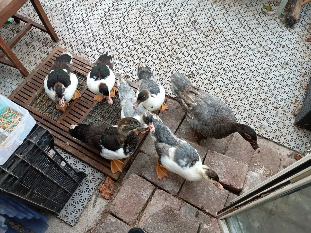 Billede 2 - Ællinger / ænder