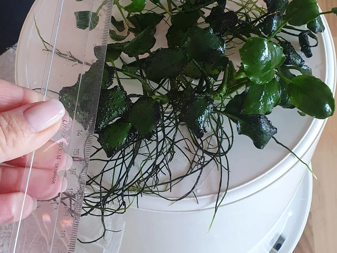 Billede 7 - Akvarieplanter. Anubias.