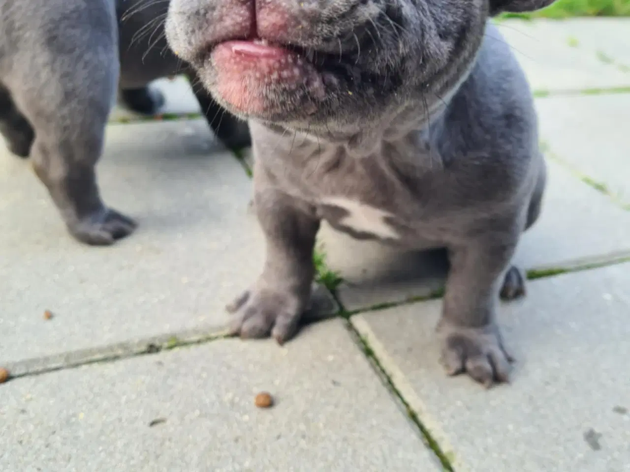 Billede 10 - American bully 