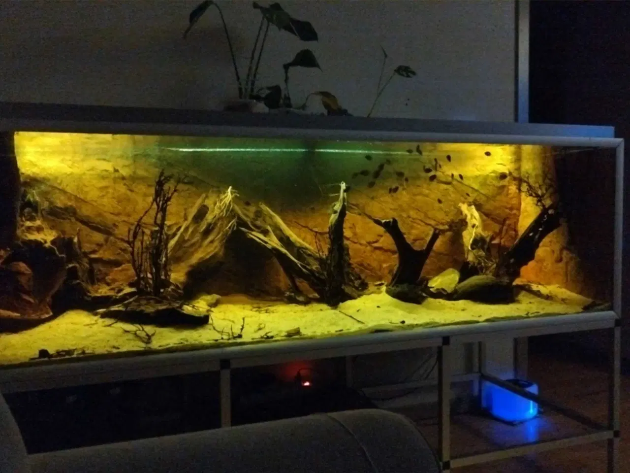 Billede 5 - Red shoulder sevrum unger