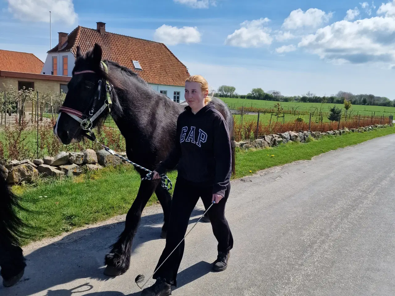 Billede 3 - Frieser/Irish Cob Vallak