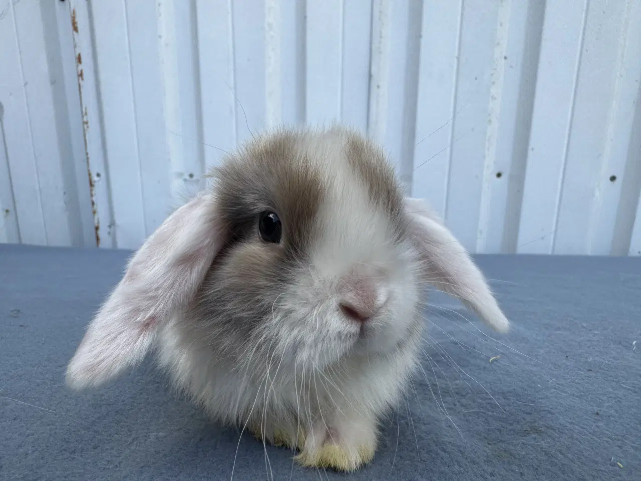 Billede 1 - Dværgvædder hunkanin