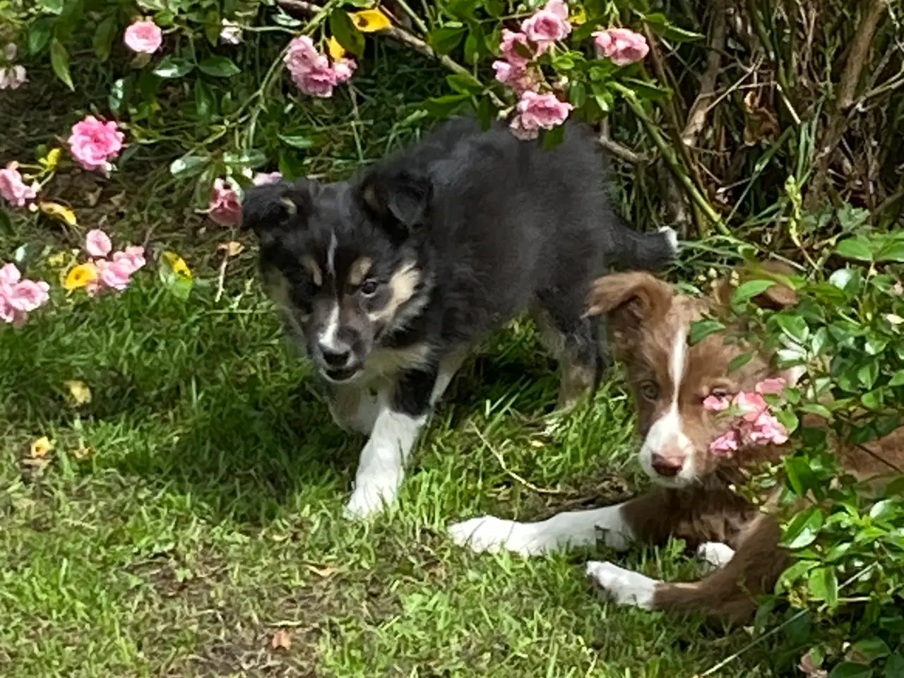 Billede 2 - Border Collie Hvalpe