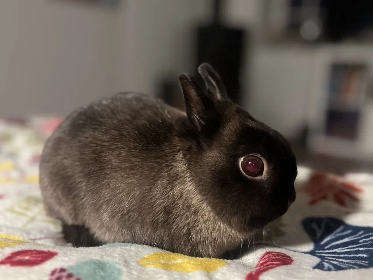 Billede 1 - Søger hun brun zobel hermelin