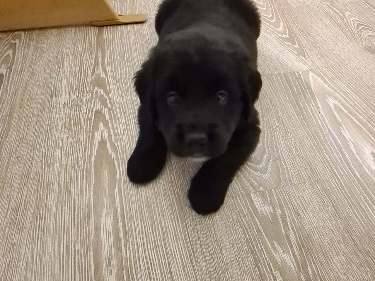 Billede 1 - Golden mountain dog.