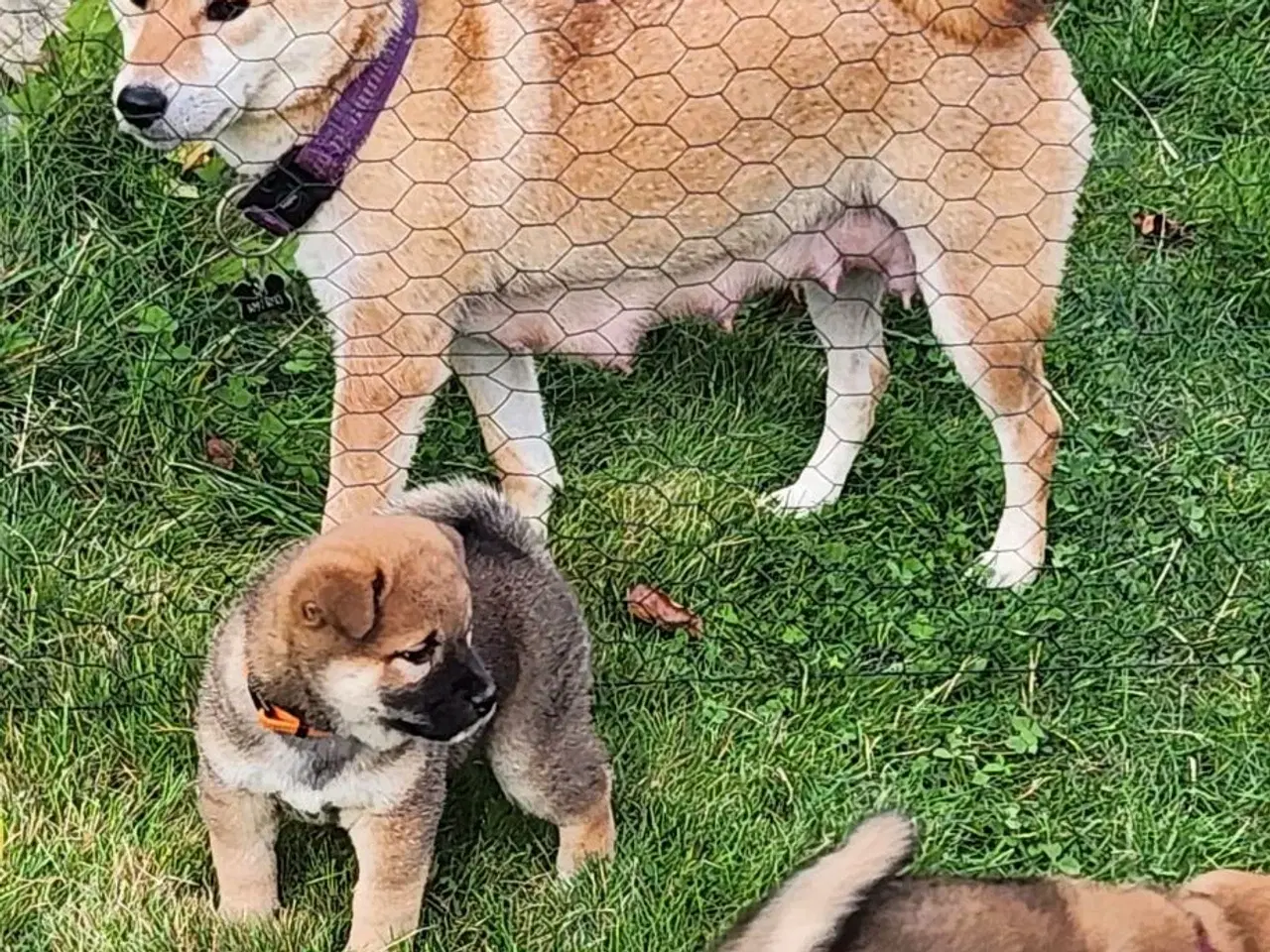 Billede 4 - Shiba inu hvalp