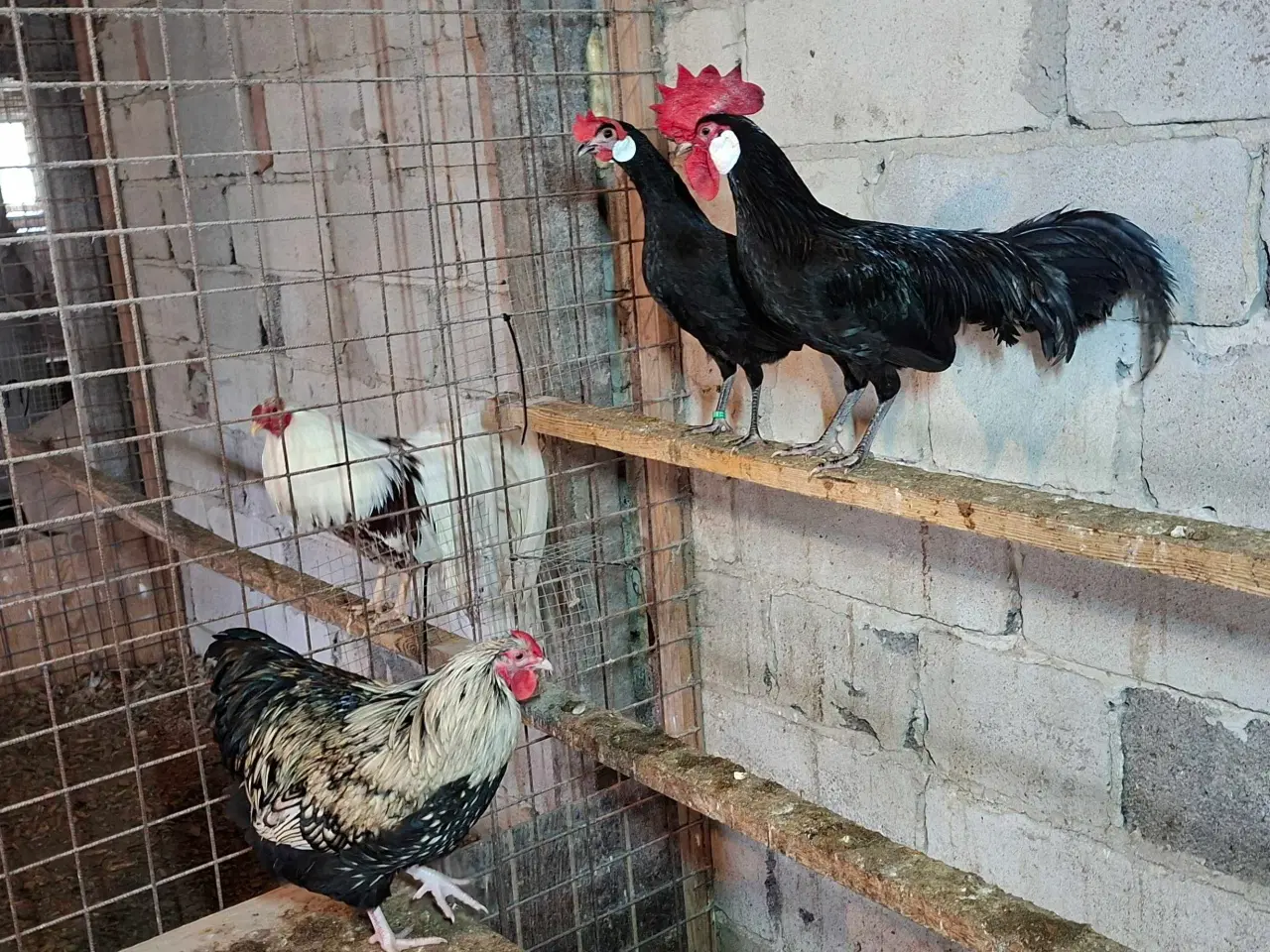 Billede 2 - Dværghøns 
