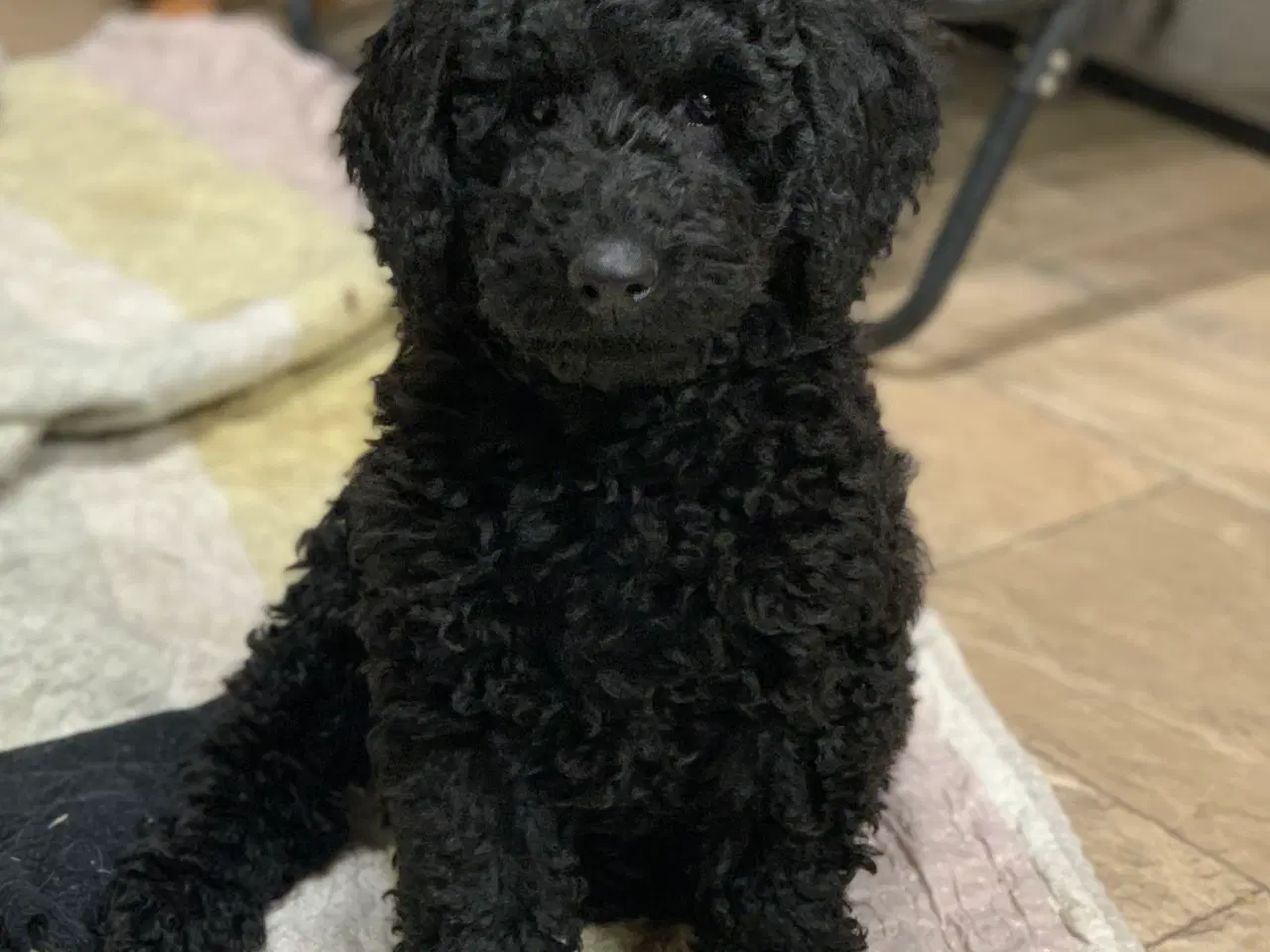 Billede 13 - Golden Doodle F1B babyer er rejse klar