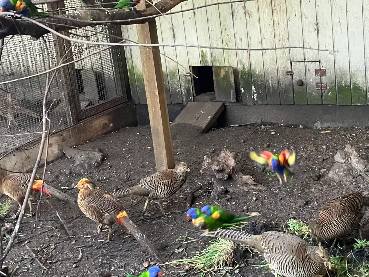 Billede 2 - Guldfasaner