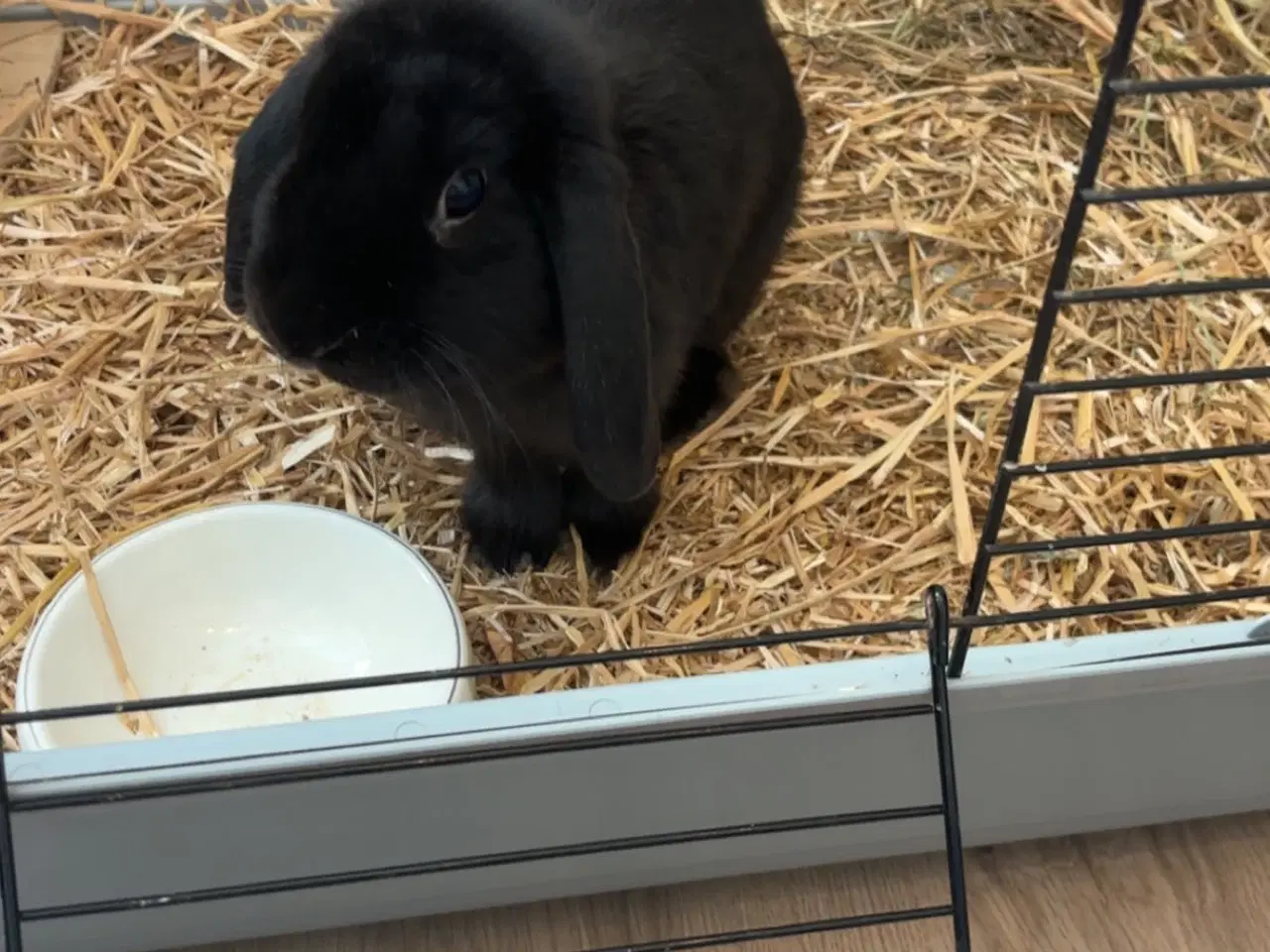 Billede 1 - Mini loop kanin (inkl bur) 