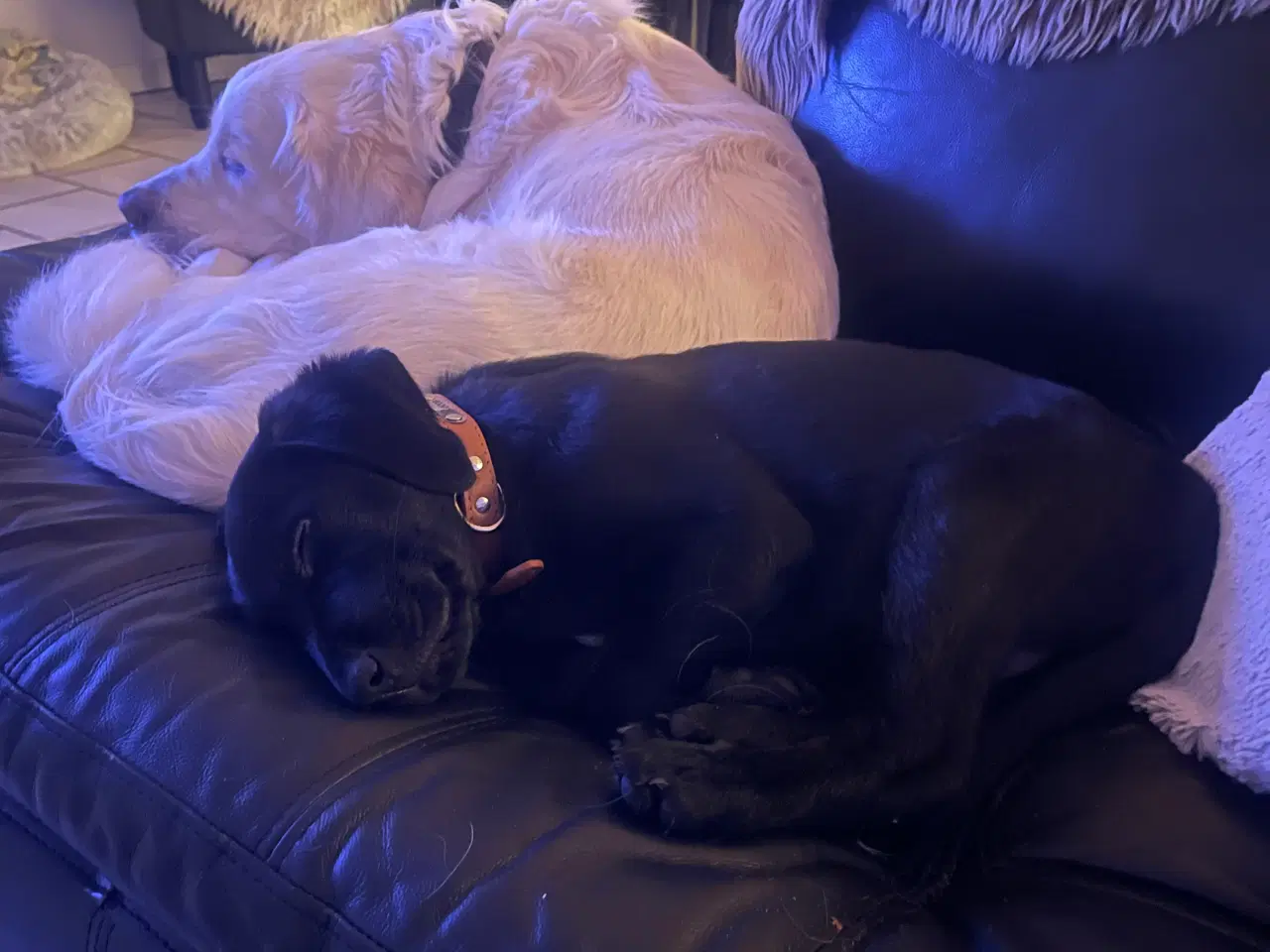 Billede 5 - Lækker familiehund