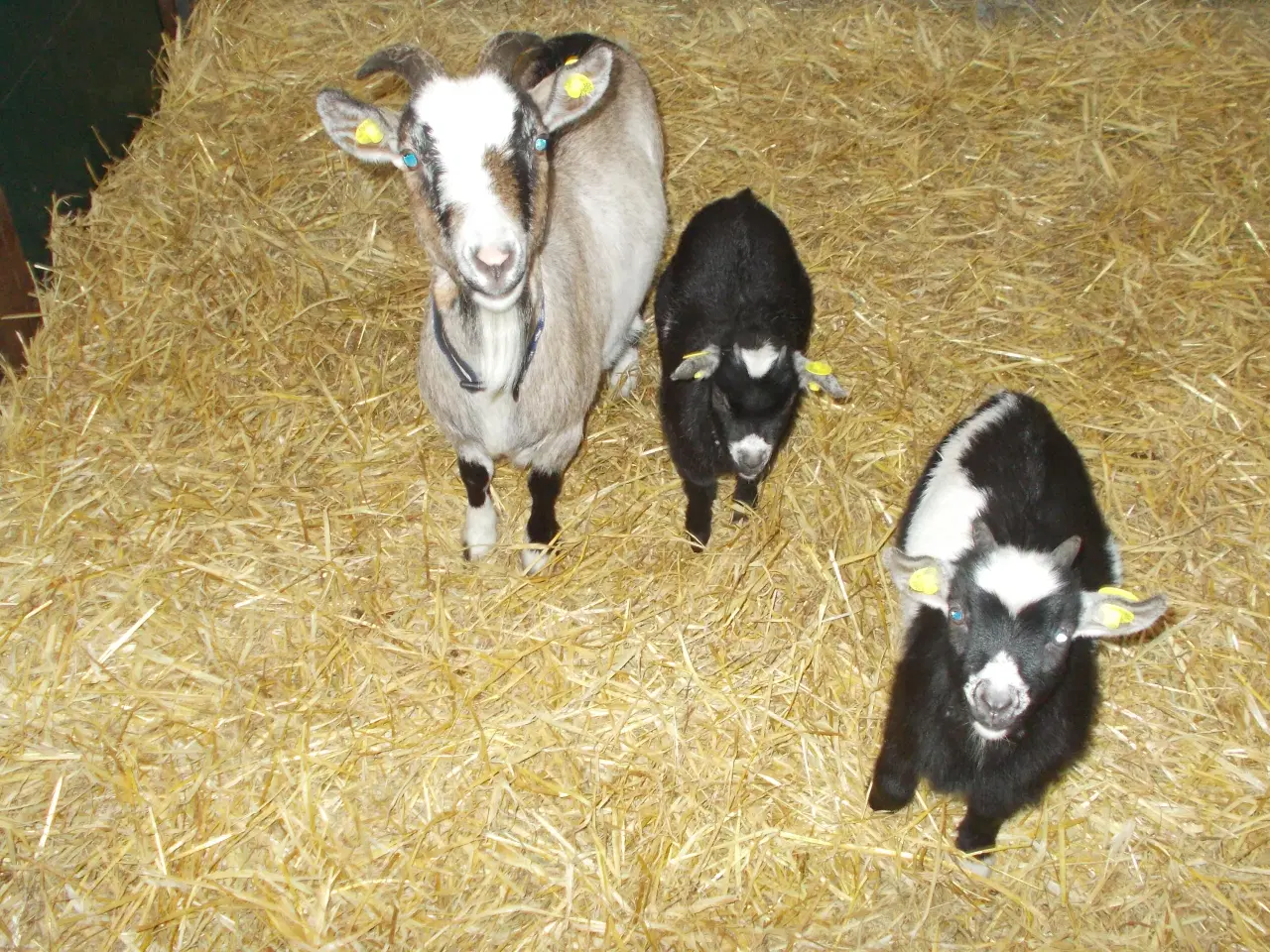 Billede 1 - dværggeder