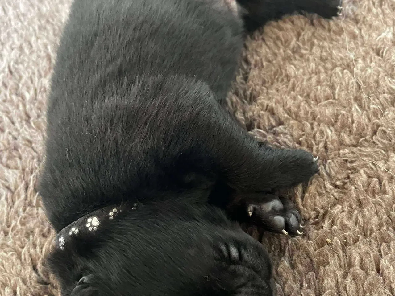 Billede 6 - Eurasier hvalpe sælges