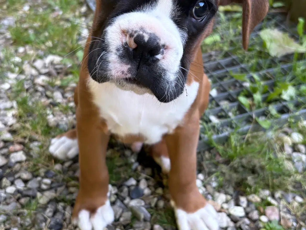 Billede 2 - Boxer hvalpe til Salg til rette familie/person