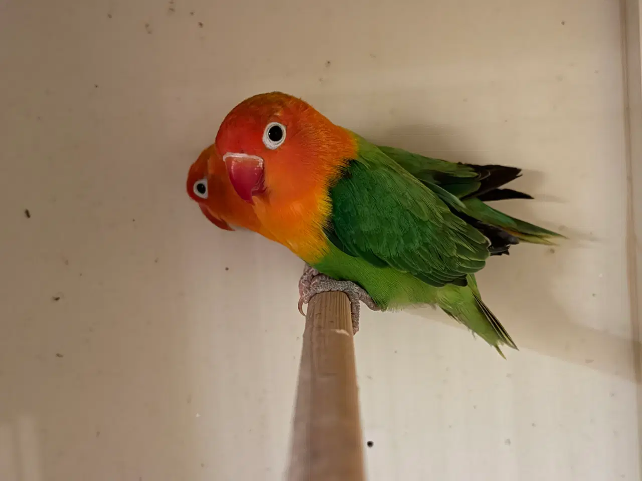 Billede 2 - Fischers dværgpapegøje