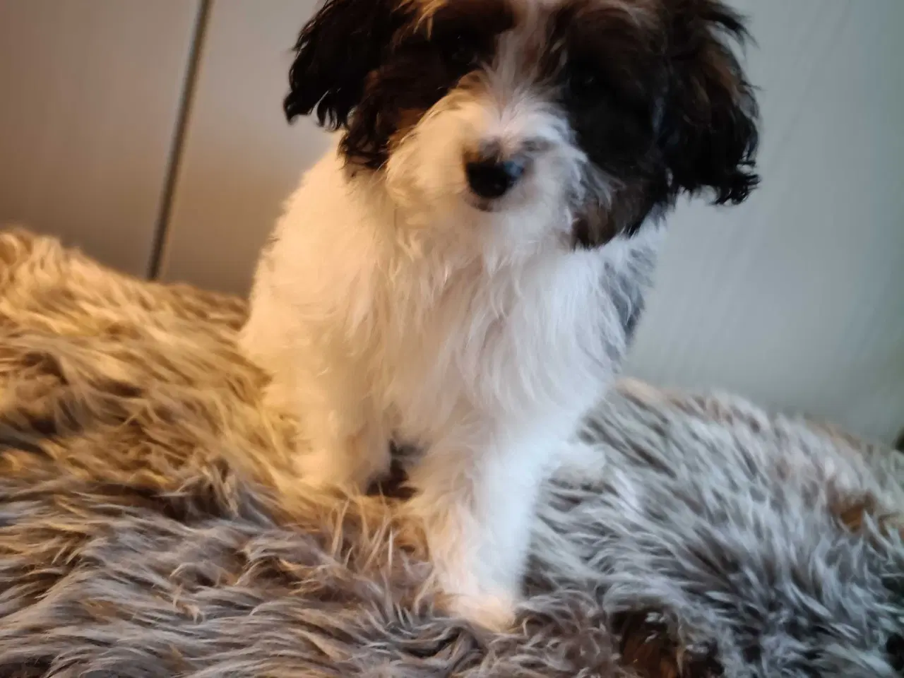 Billede 4 - Blanding hvalp mor papillon,far ren puddel.