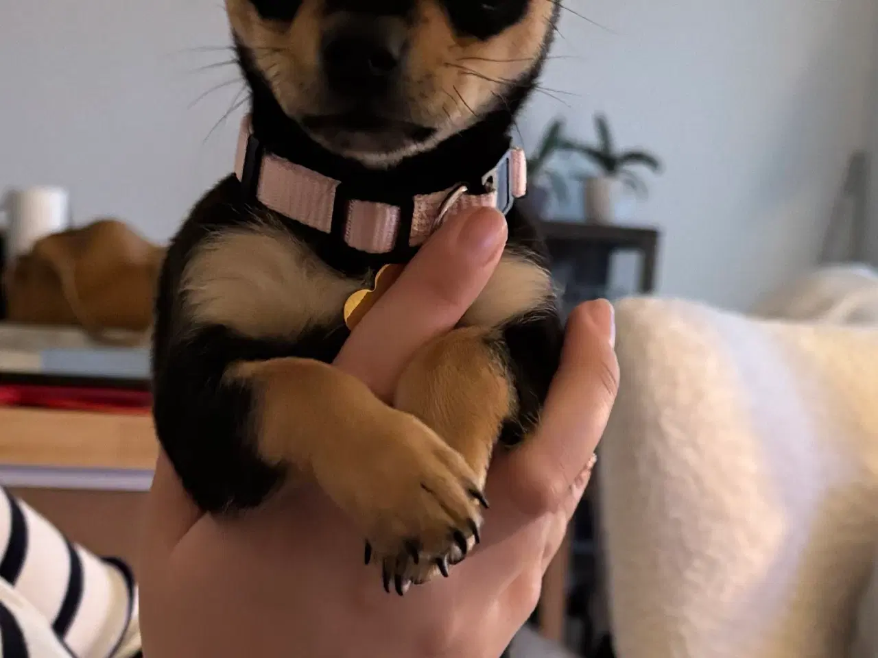 Billede 1 - Chihuahua Hvalp
