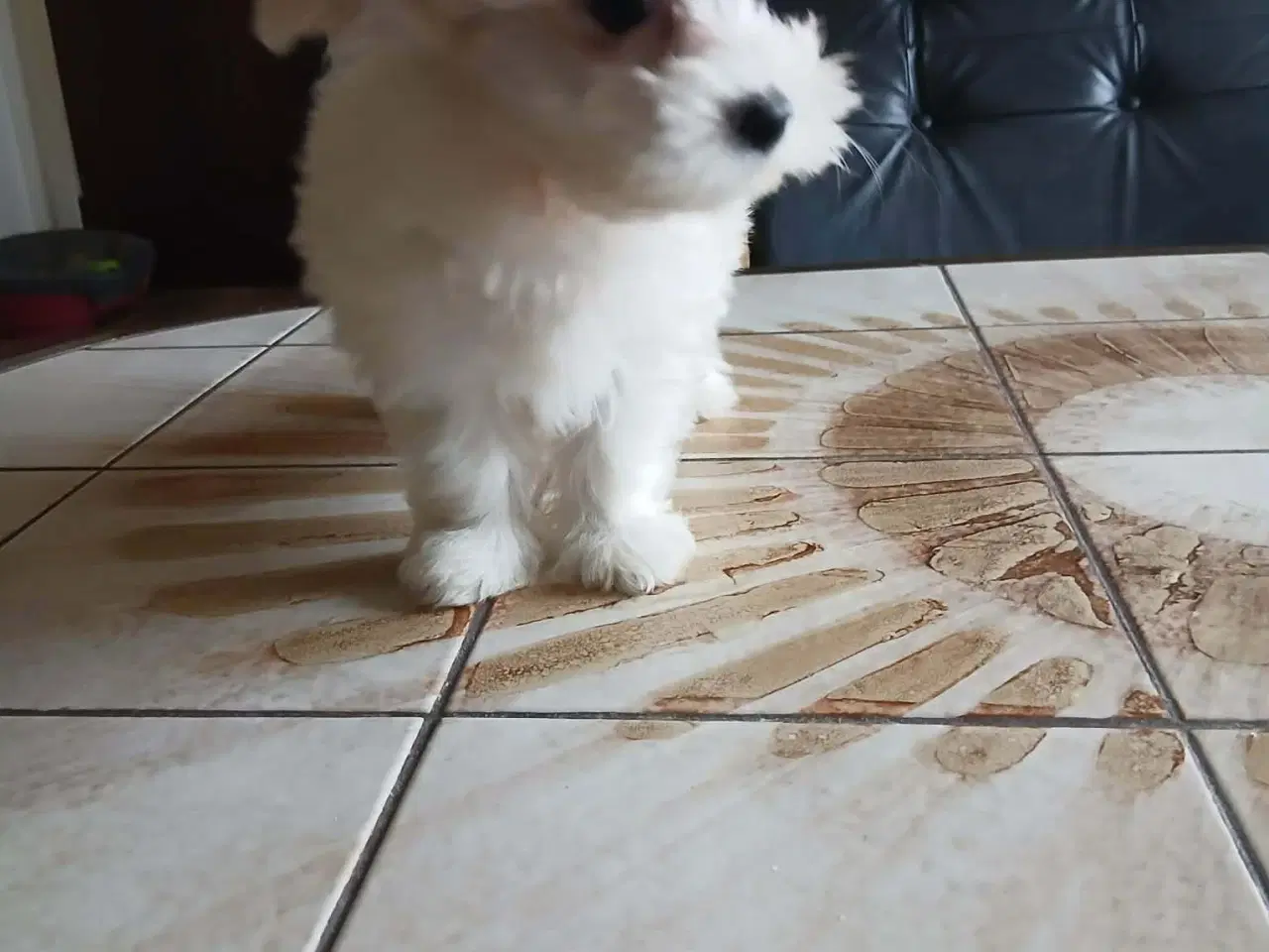 Billede 2 - Coton de Tulear/malteser 