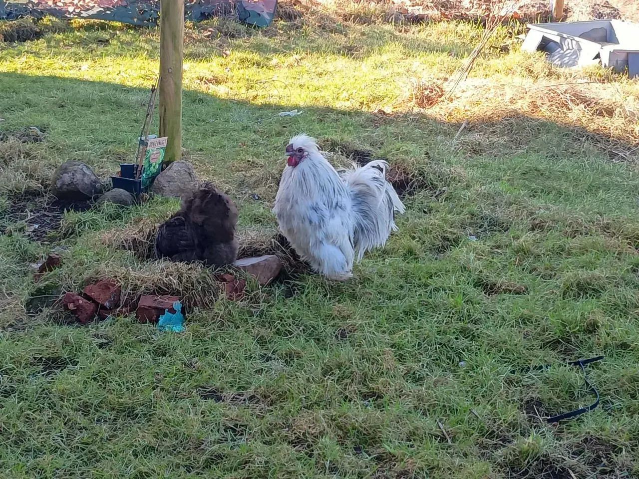 Billede 2 - Dværge silkehøns rugeæg  