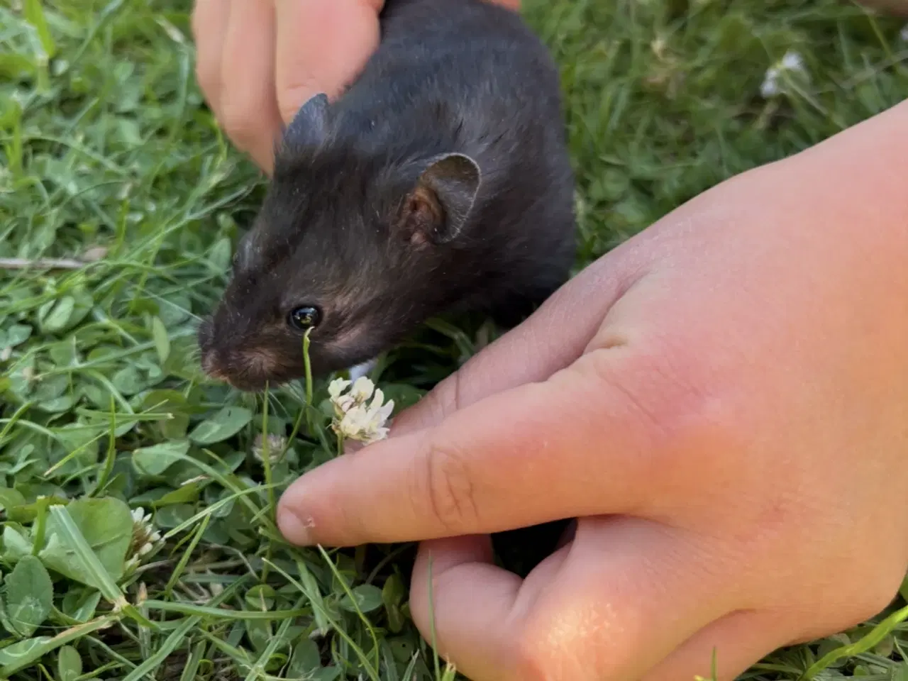 Billede 3 - Hamster 