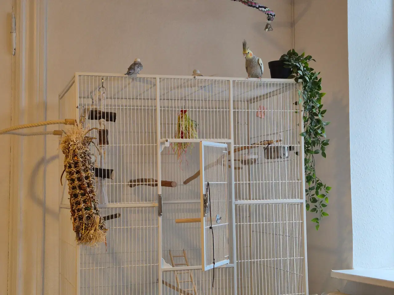 Billede 1 - Fuglebur