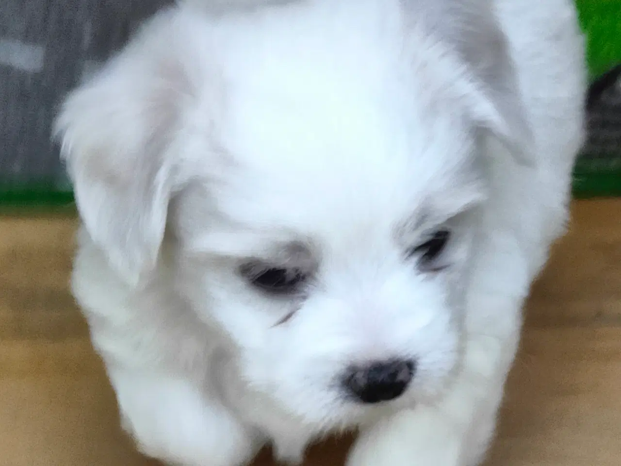 Billede 1 - Malteser/Chinese og Malteser cotton de Tulear 