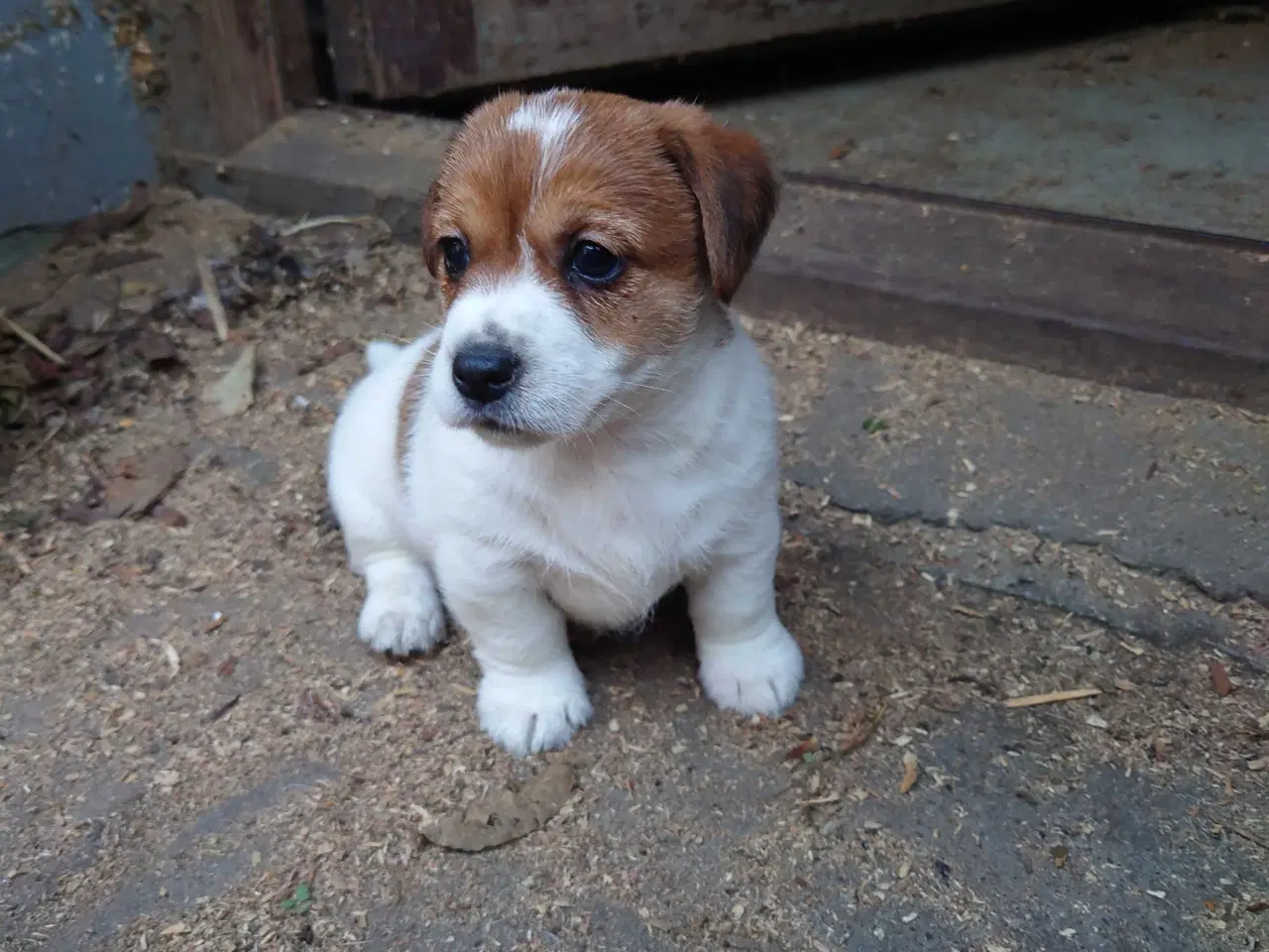 Billede 9 - Jack Russell hvalpe (lavbenet type)
