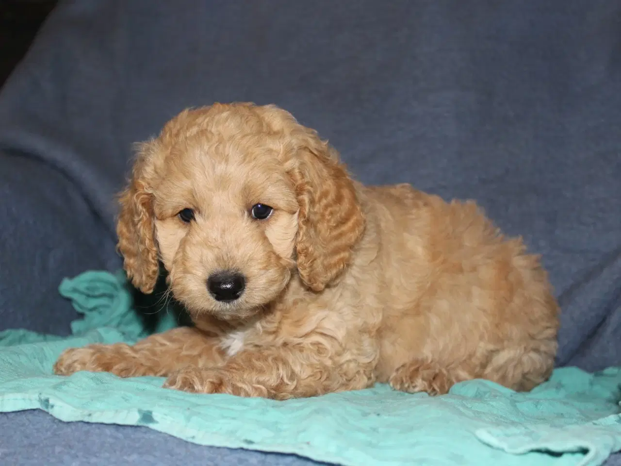 Billede 2 - Springerdoodle hvalpe