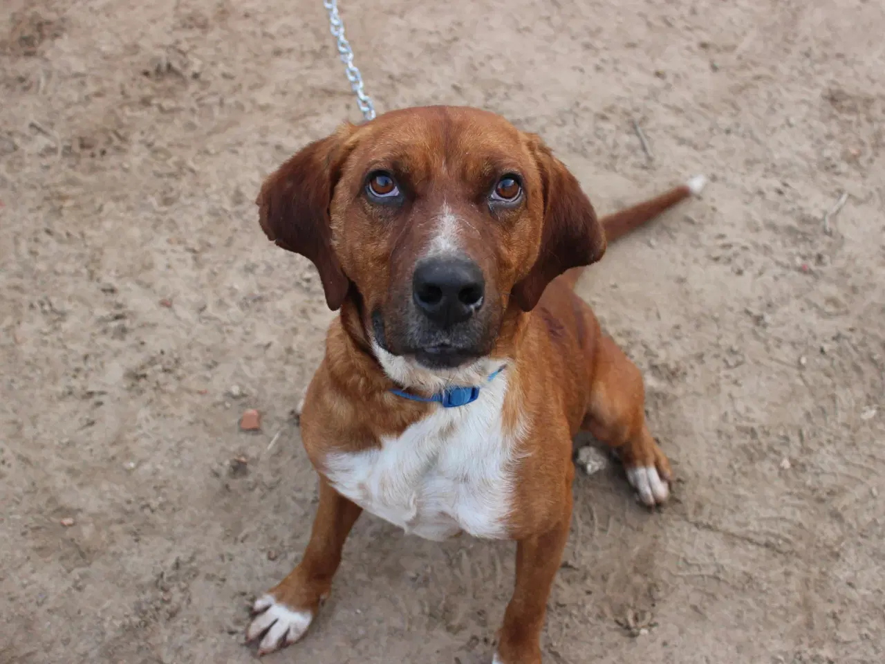 Billede 11 - Skønne Wapi leder efter sin 4-ever familie 🏡🥰