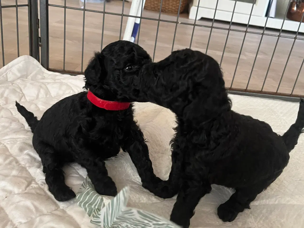 Billede 8 - Hund Cavapoo 