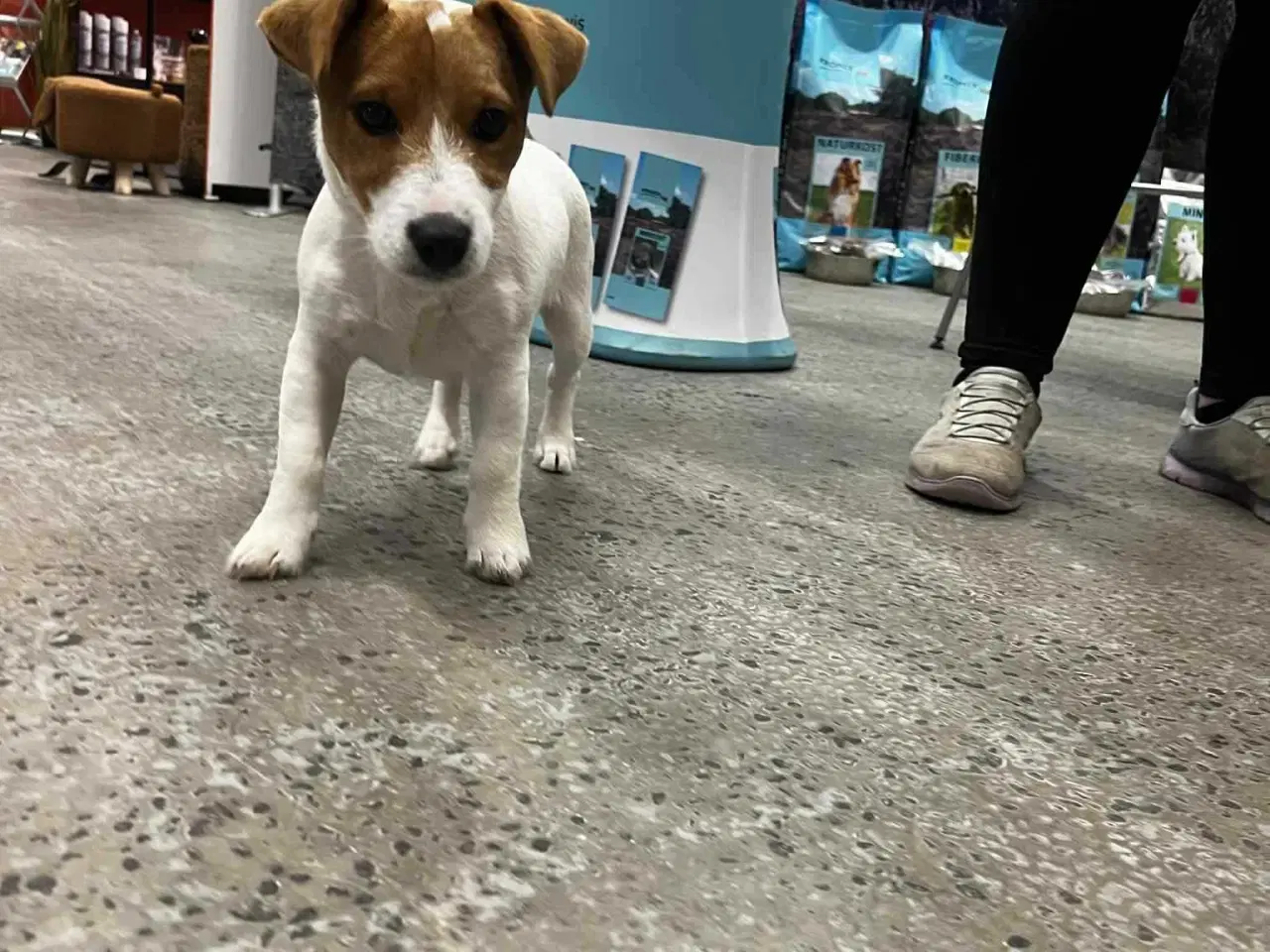 Billede 17 - Jack Russell Terrier Han