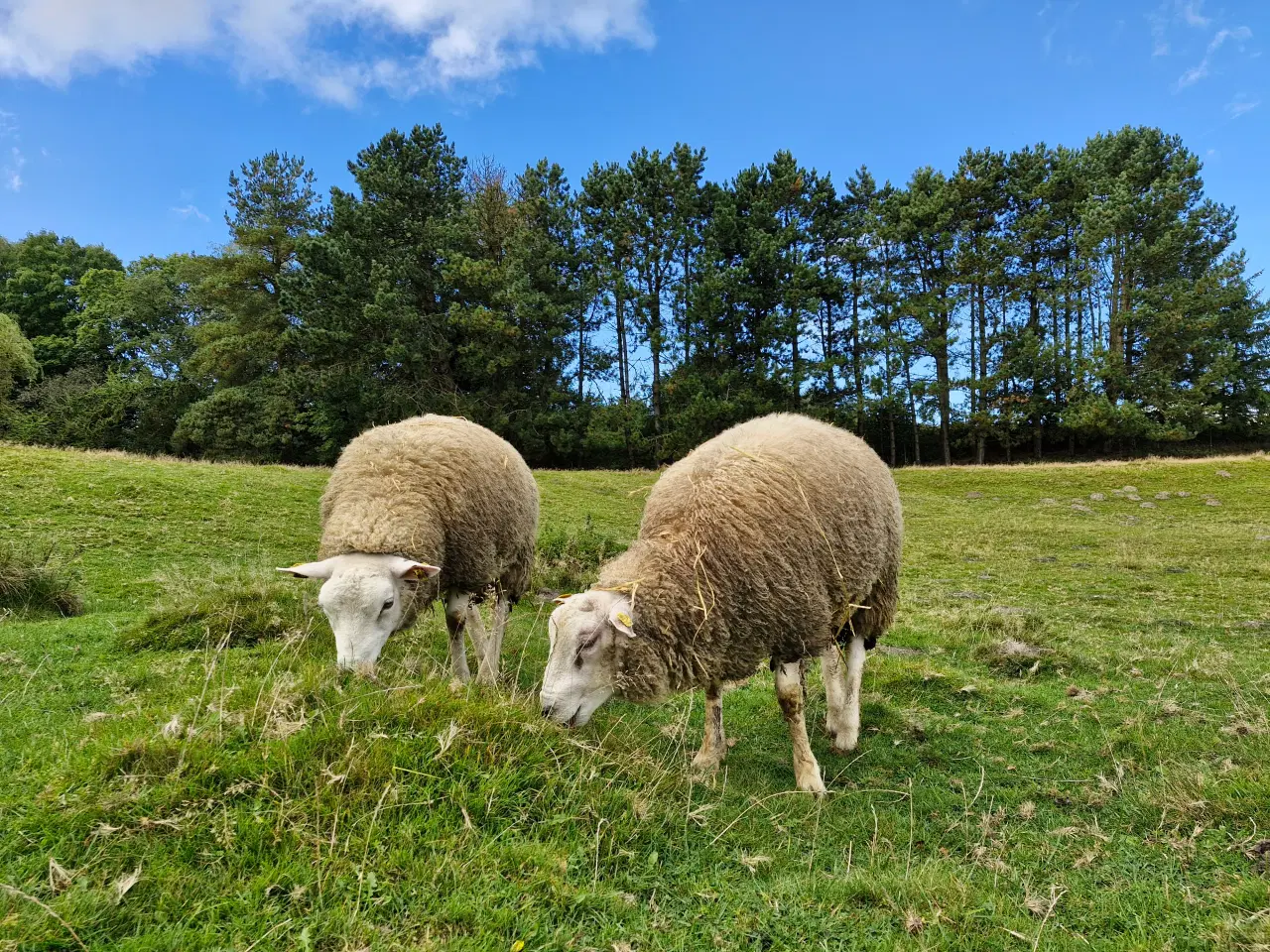 Billede 4 - Flot Texel vædder 2024