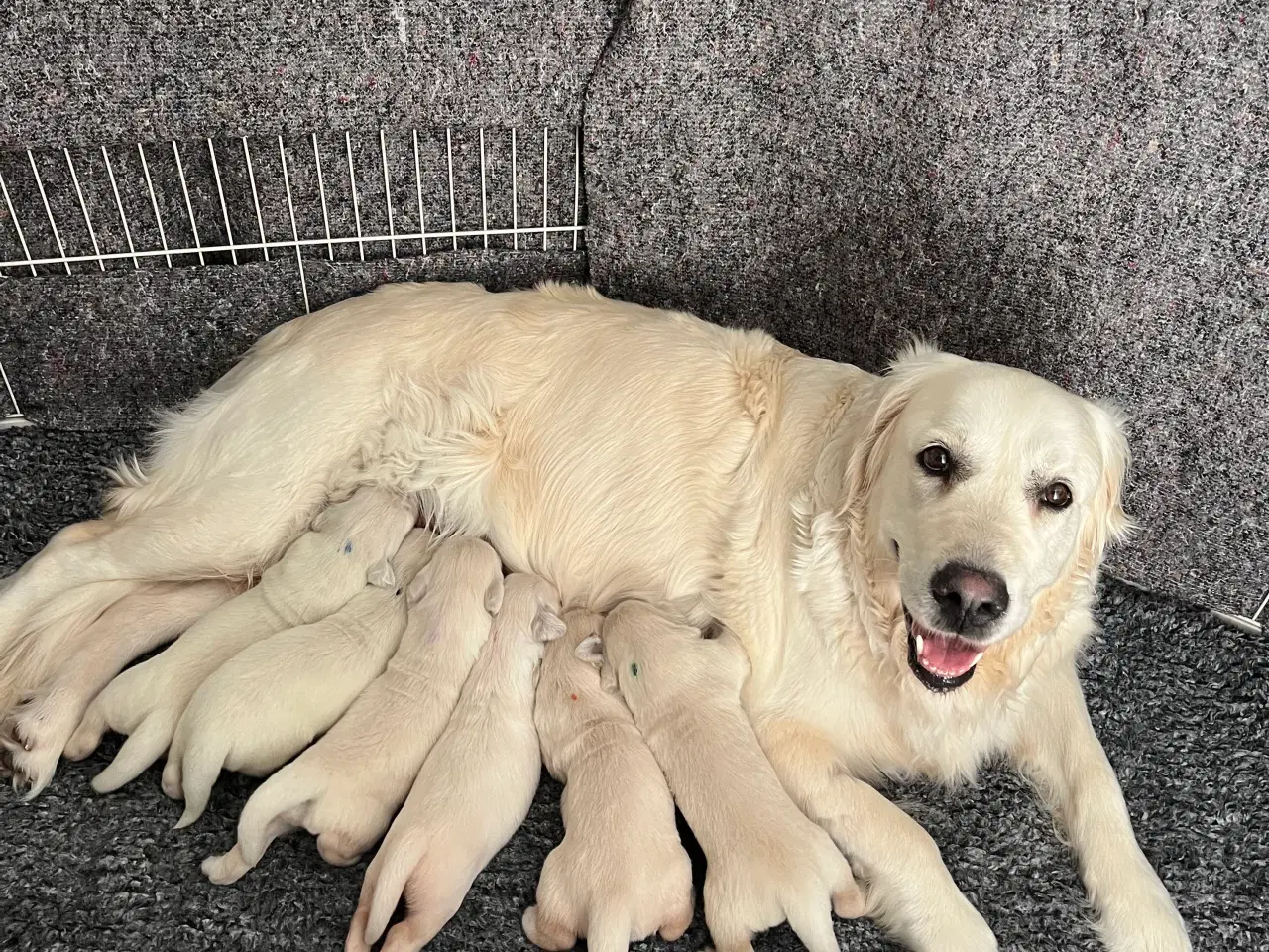 Billede 6 - Golden Retriever 