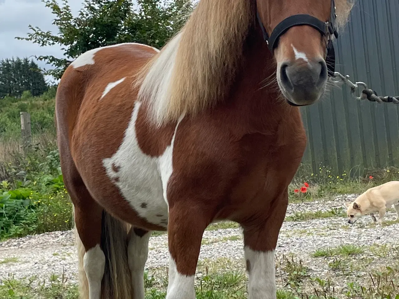Billede 6 - 4 års shetlænderhoppe 