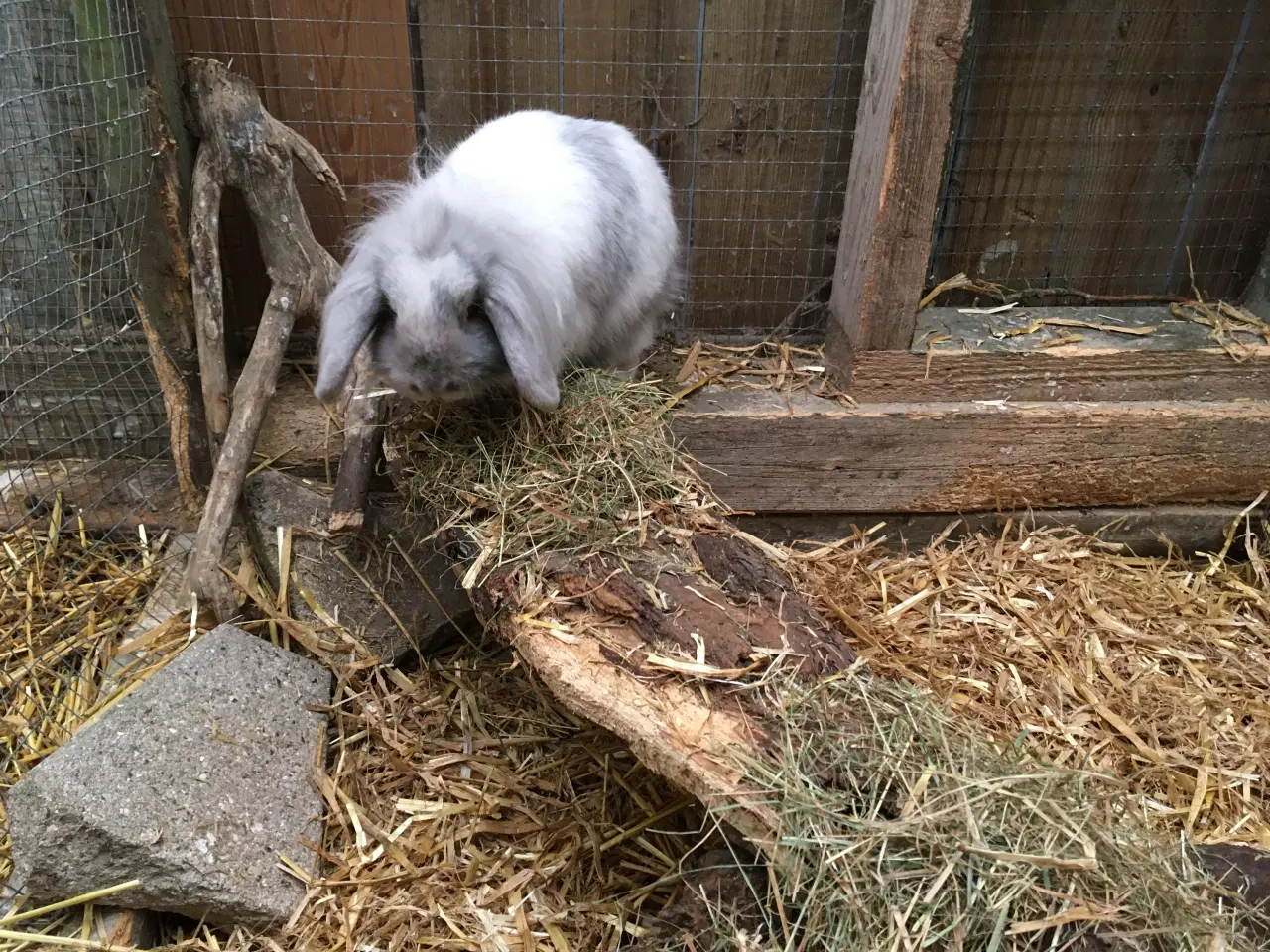 Billede 5 - Lulu søger et kærligt hjem