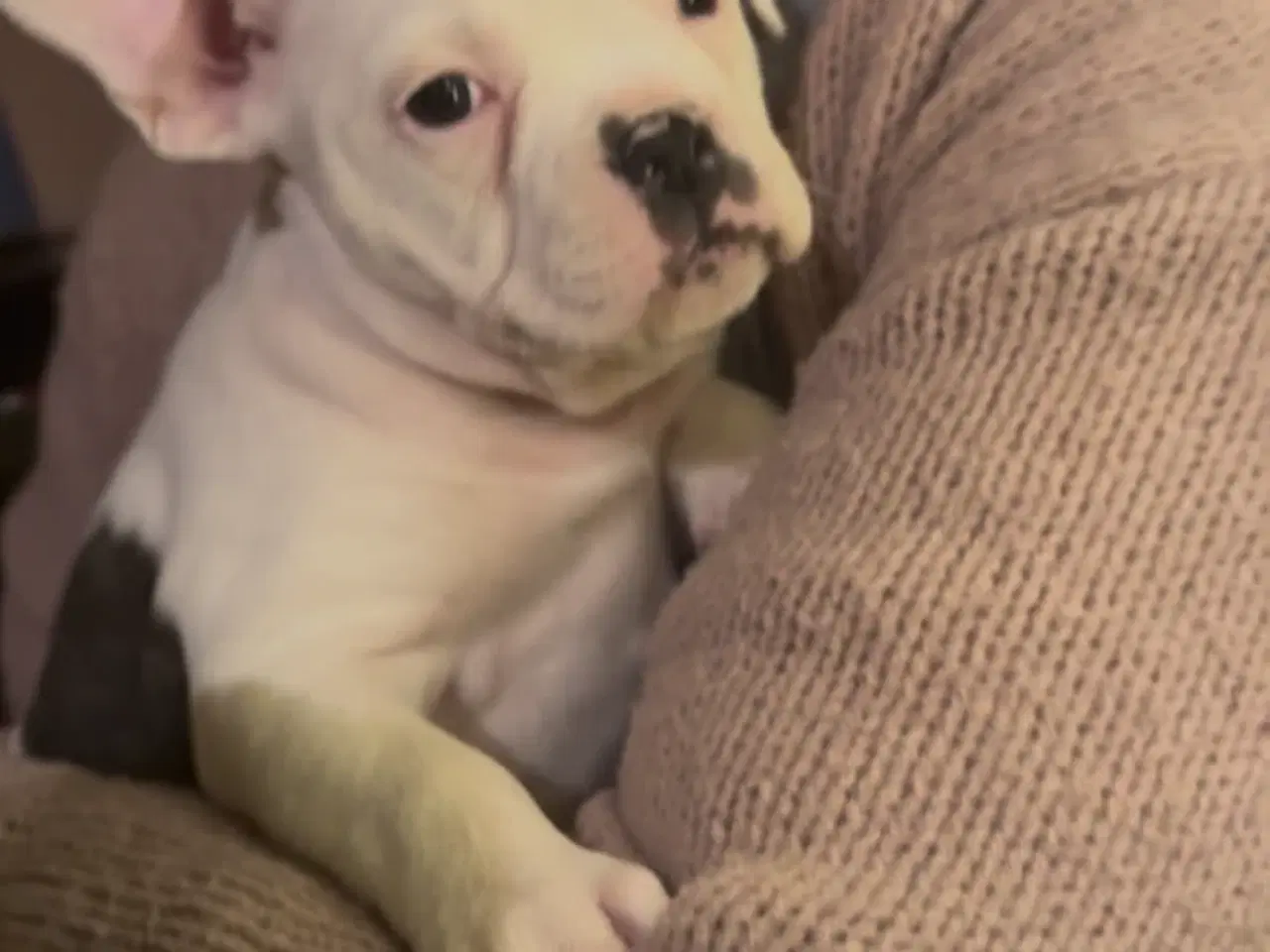 Billede 10 - staff og fransk super flotte og søde hunde 