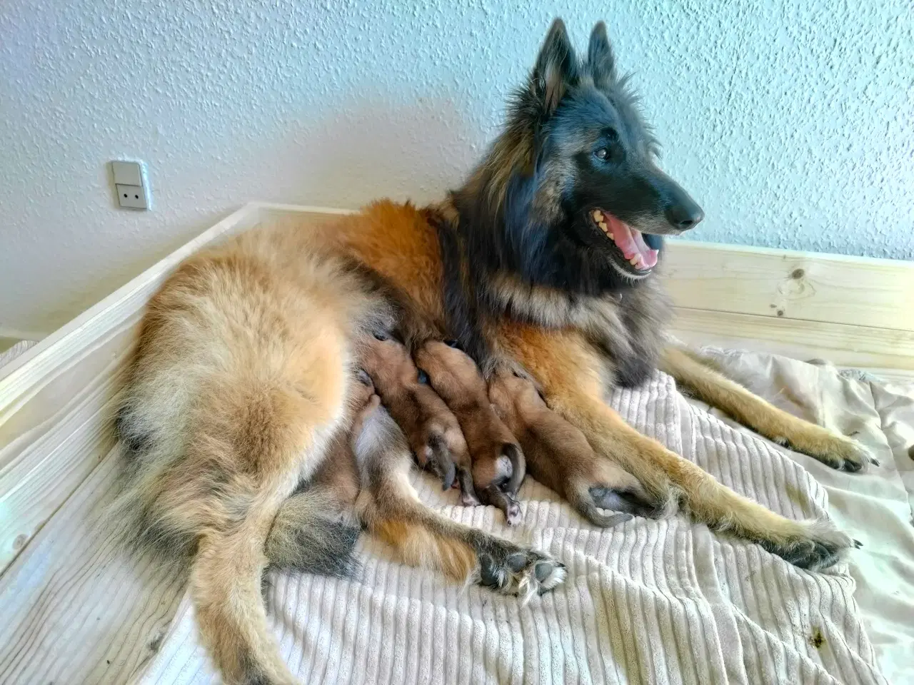 Billede 9 - Belgisk hyrdehund / Schweizisk hyrdehund Hvalpe