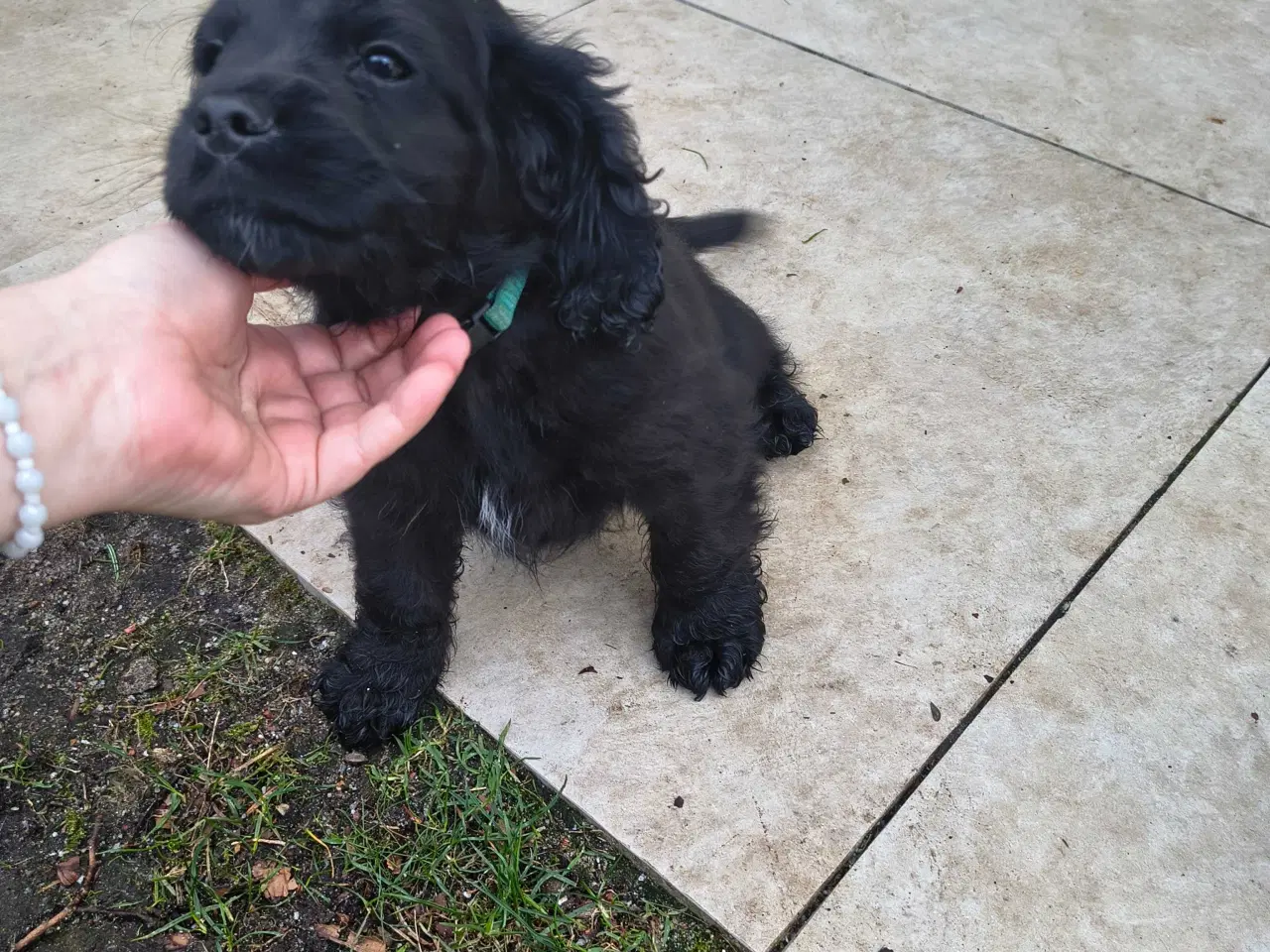 Billede 3 - Drenge hvalpe